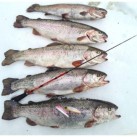 Meškerėlė žieminė Salmo Diamond Perch Tele Meškerėlė žieminė Salmo Diamond Perch Tele