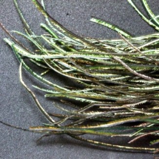 Plunksnos Turrall Peacock Herl