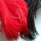 Red Scarlet