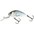 Real Dace