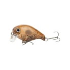 Oil Cicada