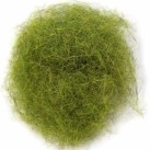 Green Olive