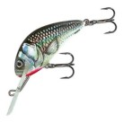 Holographic Grey Shiner