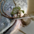 Peletės Madcat Hook Bait