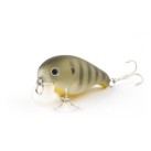 NC Female Bluegill