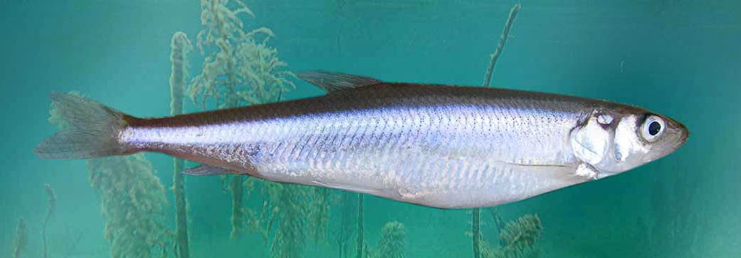 stinta