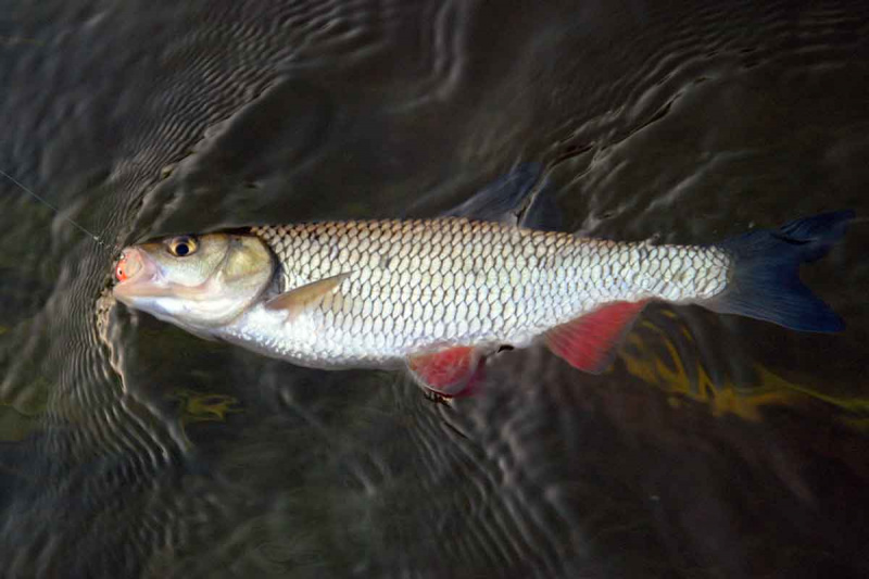 Šapalai rudeniui įpusėjus. Kuo ir kaip vilioti?