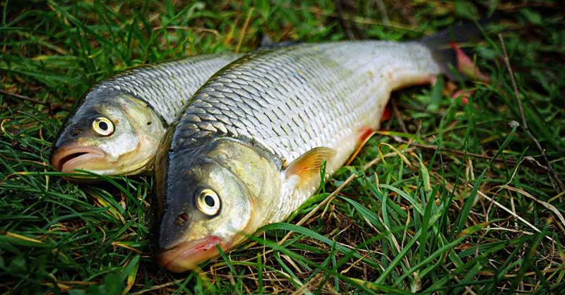 Kad pagavus šapalą būtų galima pasakyti: „Oho!“. Masalai ir jaukai