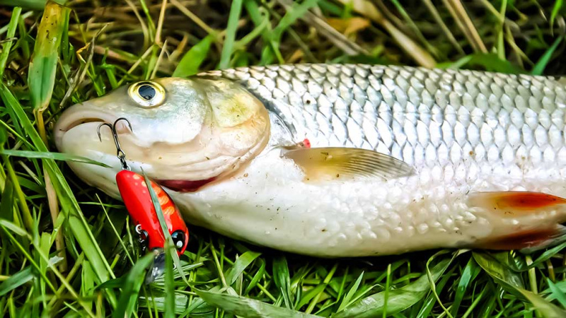 Geriausi šapalų kibimo laikotarpiai. Kai ima temti ir sutemus