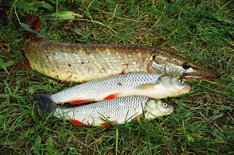 Ratlinais šapalus ir salačius