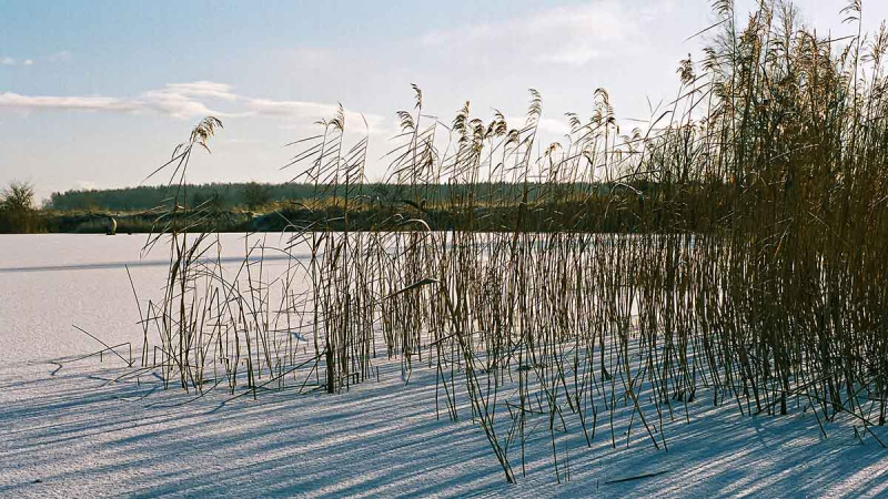 Meldų karalijoje. Pirma dalis
