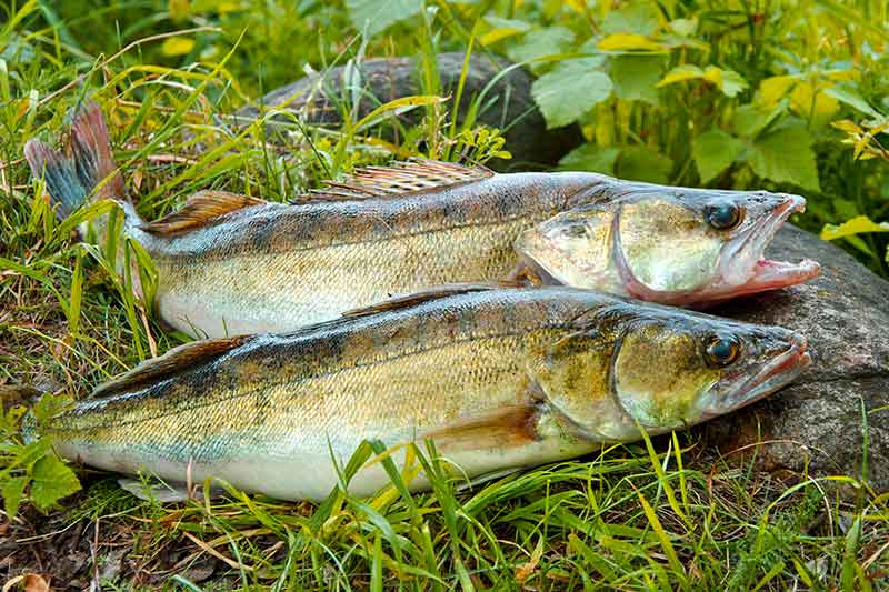 „Vabaliniai“ silikoniniai masalai ir jų traukimo būdai