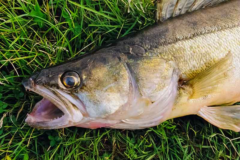 Pulsuojantys guminukai. Koks tai masalas?