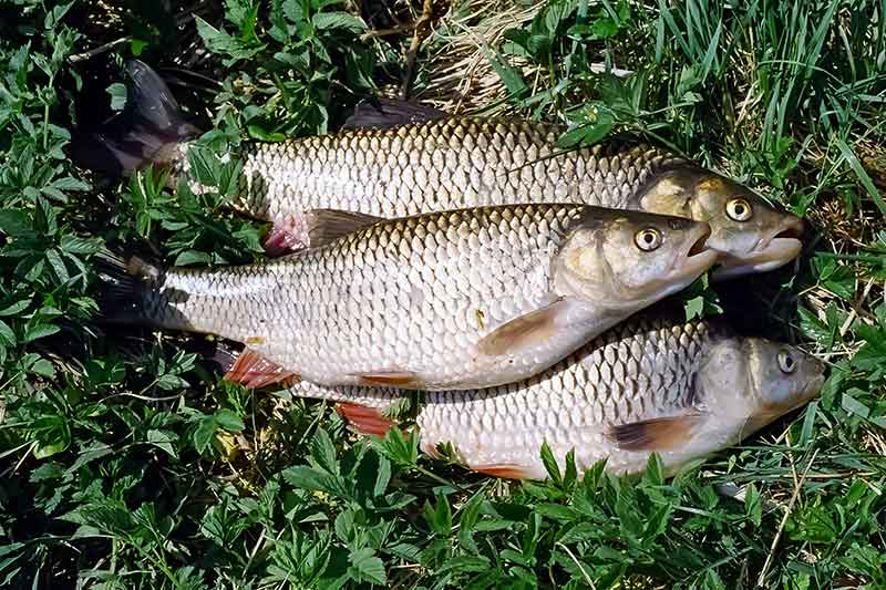Meškeriotojo virtuvė. Apie česnaką, uogas, kruopas ir dar daug ką