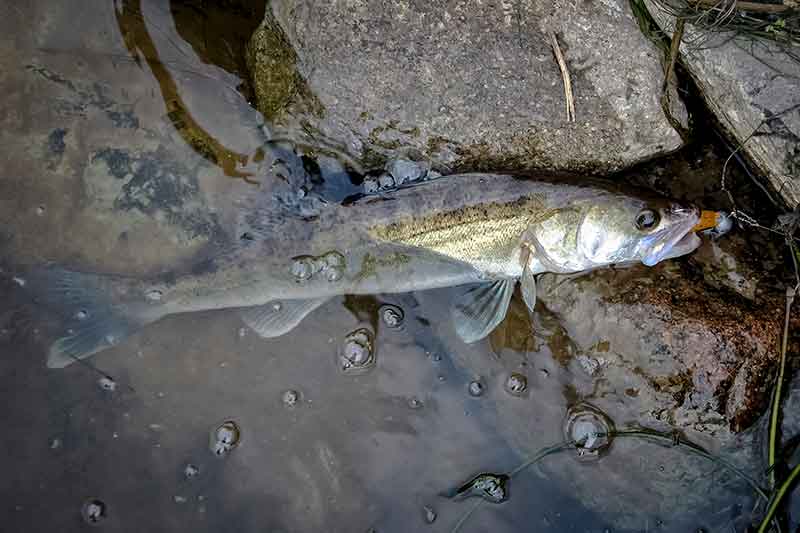 Apie spininginių masalų dažymą