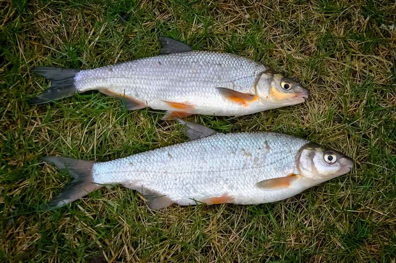Cikados – ne vien plėšrūnių gaudymui