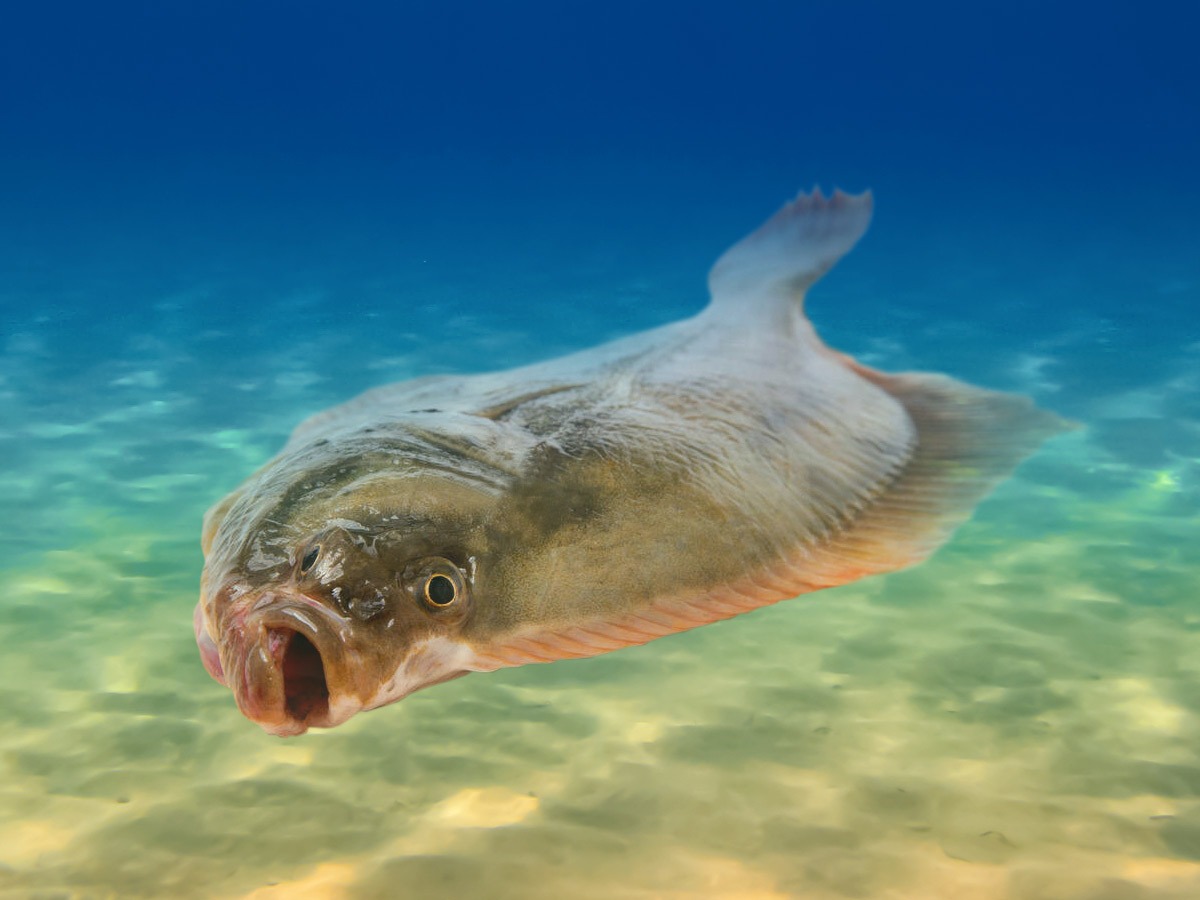 Plekšnė | SALMO Lietuva
