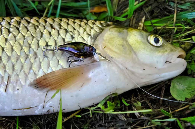 Šapalai ir vobleriai. Apie „šapalinius“ modelius