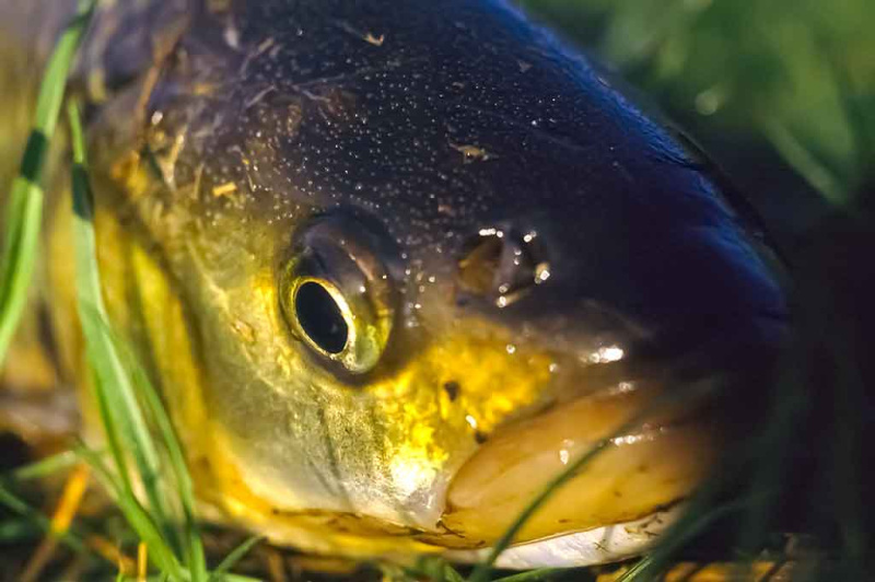 Šapalai ir vobleriai. Tinkami įrankiai