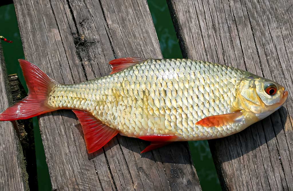 Auksas tarp lelijų. Pirma dalis