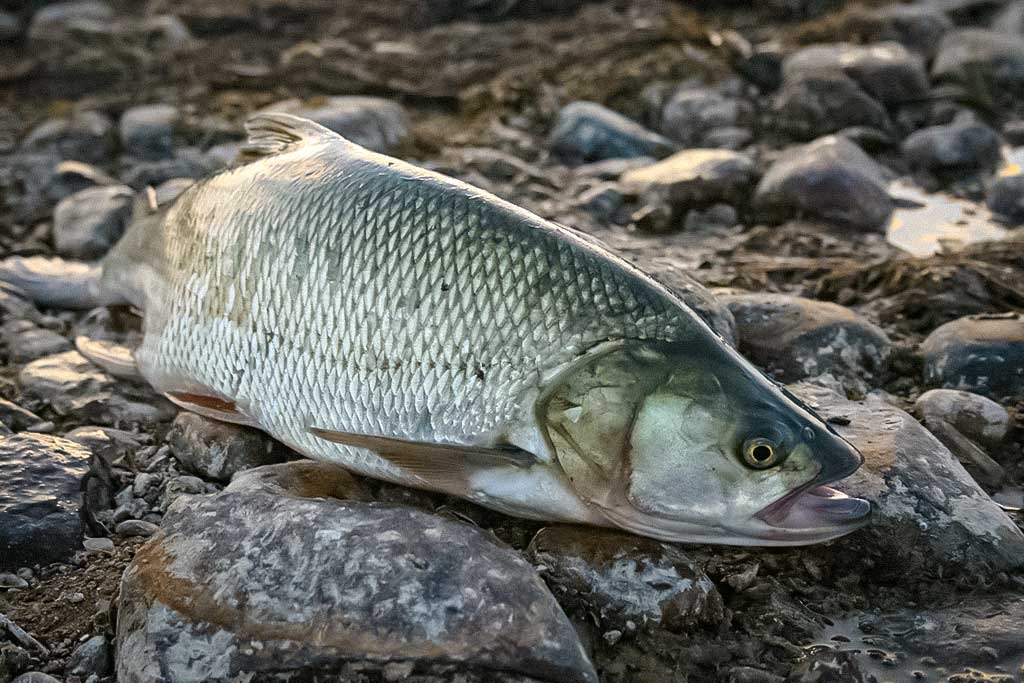 Tas (ne)nuobodus salačio gaudymas... Pirma dalis