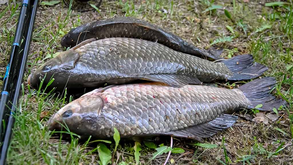 Jaukai ir masalai karpinėms žuvims – teorija ir praktika. Pirma dalis
