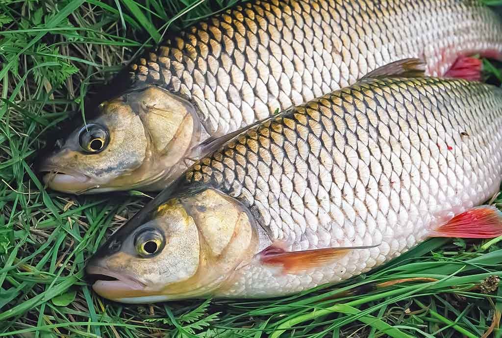 Šliužas – gardus kąsnis šapalui