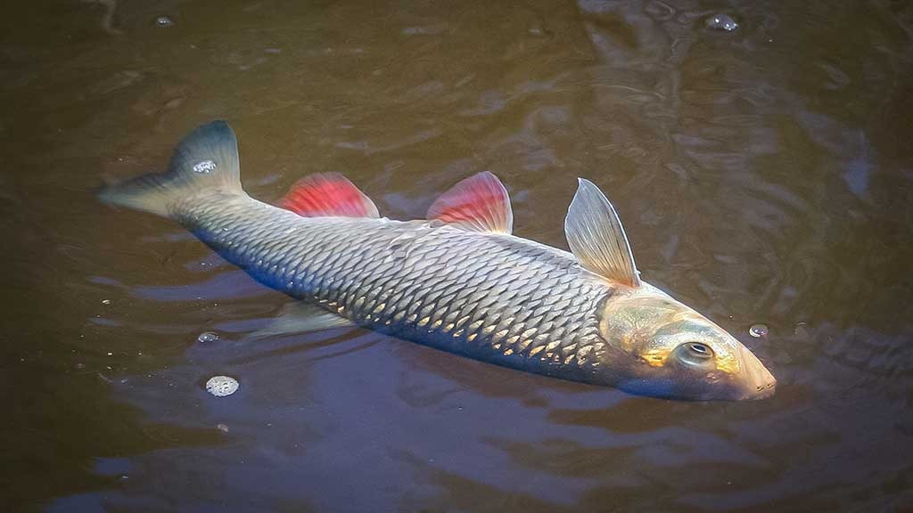 Gal pašapalaukim? Trečia dalis