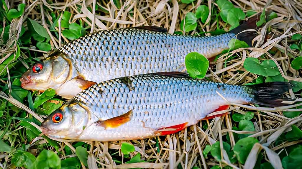 Jaukas – gardus ir nelabai... Trečia dalis