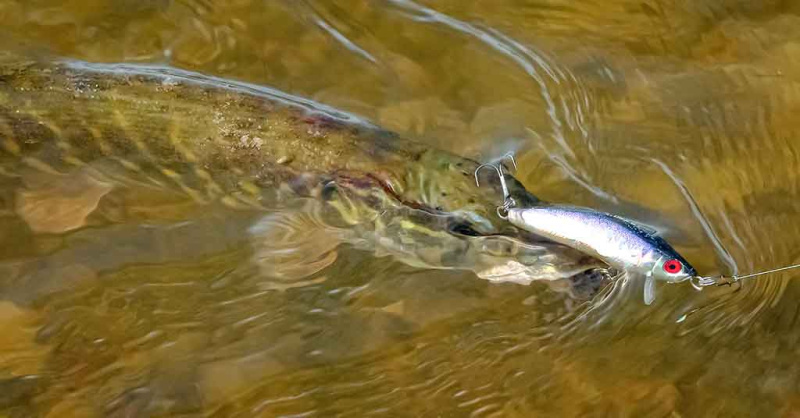 Minnow vobleriai ir tvičingas