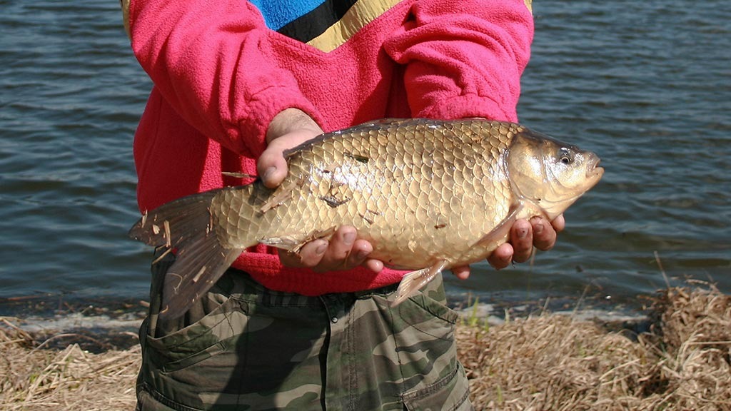 Varlyno Santa Barbara. Antra dalis