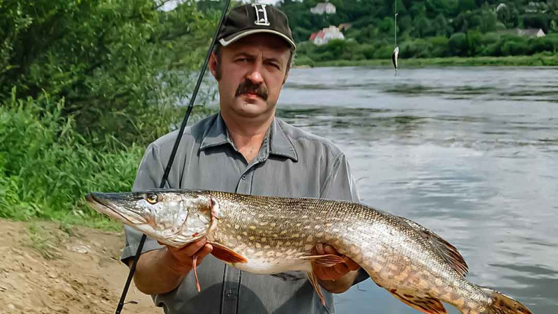 Upė ir lydekos. Toli nuo kranto