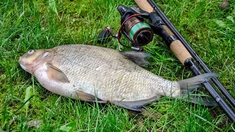 Vidurvasario karšiai. Kur ieškoti, kokią įrangą pasirinkti