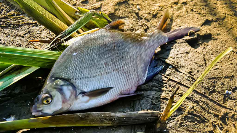 Vidurvasario karšiai. Žūklės taktika ir kibimo tvarkaraštis