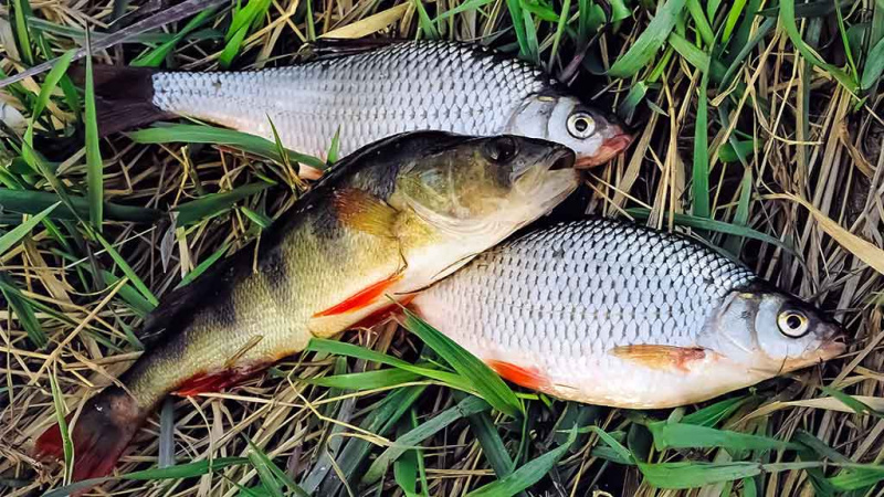 Ką reikia žinoti apie match meškerę