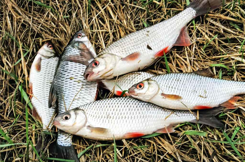 Nenuvertinkime kuojų žūklės. Jaukinimas priklauso nuo žūklavietės