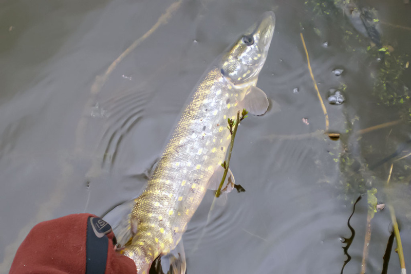 Retai lankomų vandens telkinių lydekos. Pirma dalis