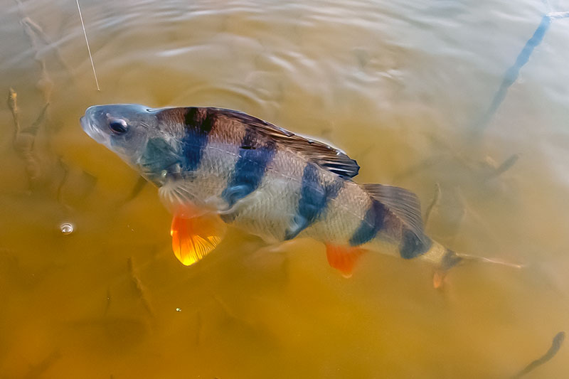 Su spiningu sningant. Tinkamiausia apranga