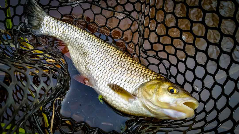 Pavasariniai šapalai su Basara spiningu