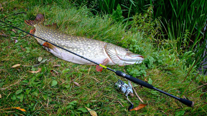 Salmo „Elite Jig&Twitch“ – didelės galimybės už mažą kainą