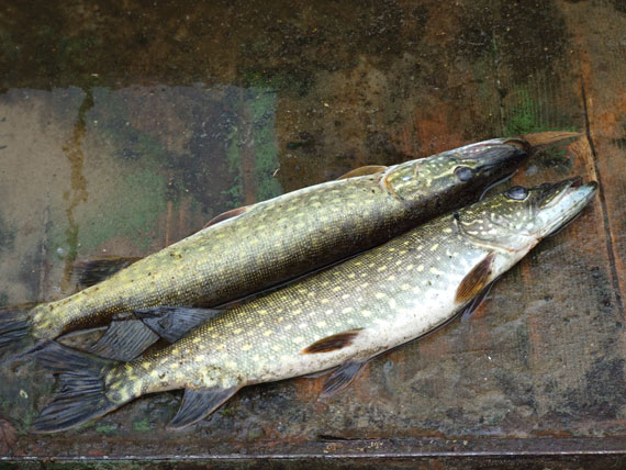 Apie lydekas