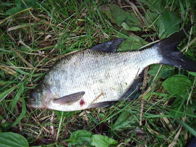 Karšių viliojimas kukuliukais
