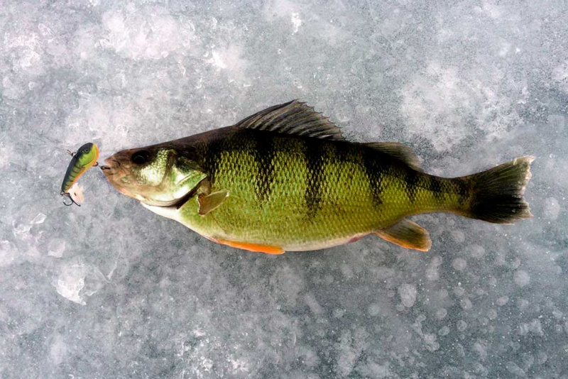 KAM NAUDOJAMI „CHUBBY DARTER“ MASALAI?