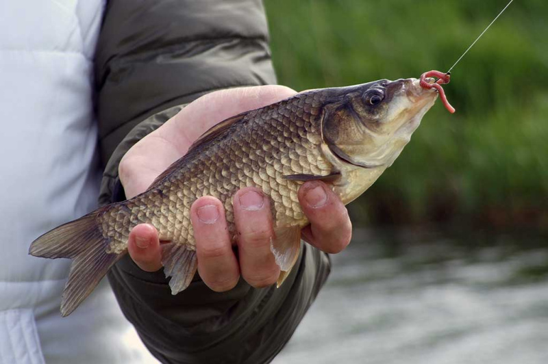 Karosų meškeriojimas bolonijos stiliumi