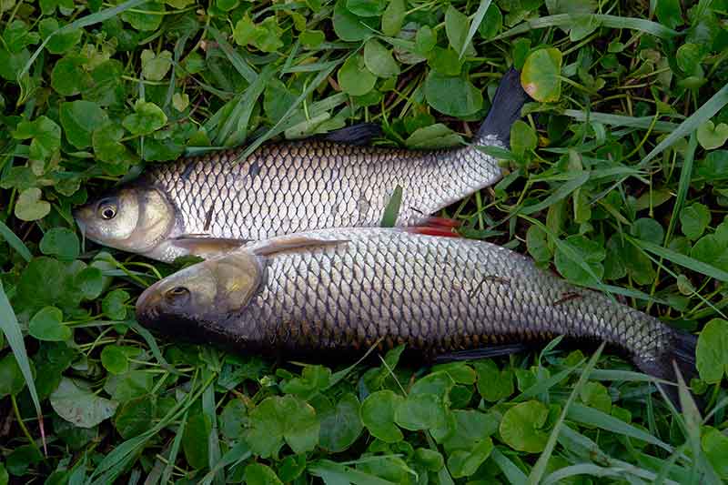 Didžiulių šapalų karalijoje. Taktika ir įranga