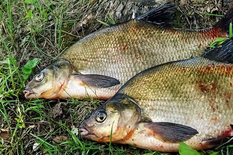 Naktiniai mąstymai apie naktinį karšių gaudymą. Kad nesijaustum aklas