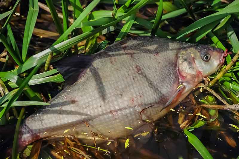 Naktiniai mąstymai apie naktinį karšių gaudymą. Kas liko nepasakyta
