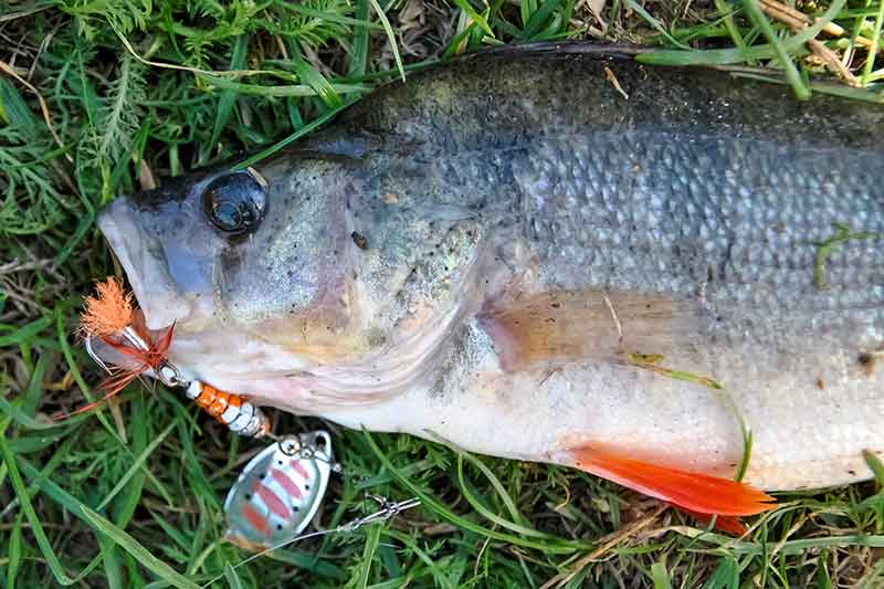 Kombinuoti masalai. Apie ešerius ir ešeriukus