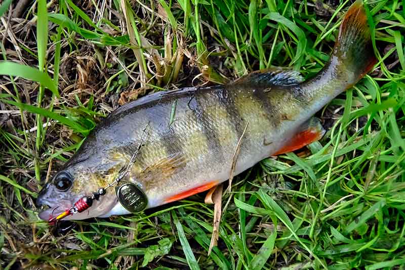 Kombinuoti masalai. Apie „skanias“ sukriukes
