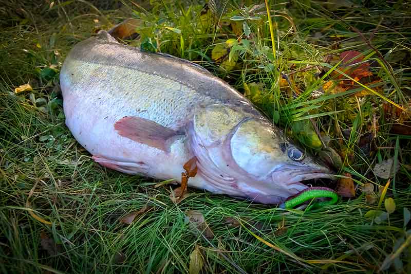 Silikoniniai niuansai arba geriausias guminukas sterkui